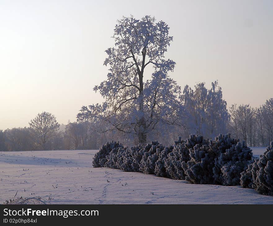 Frozen trees in winter on Latvia