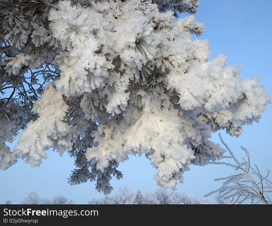 Frozen pine