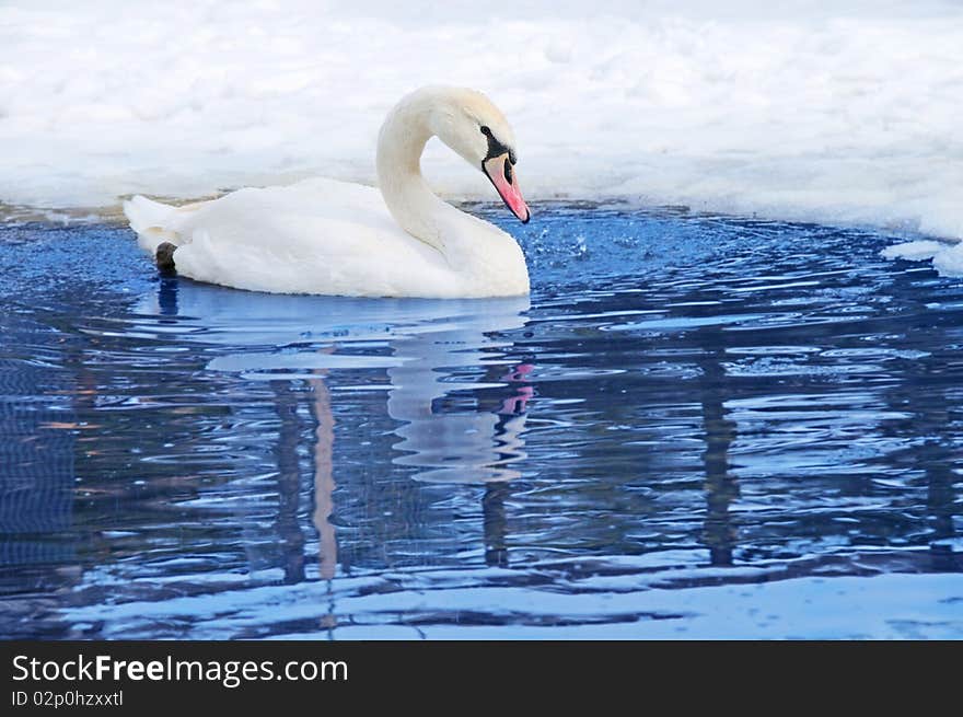 One swan swimming