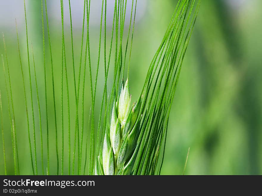 Ear green (unripe) wheat, photographed close up (macro). Ear green (unripe) wheat, photographed close up (macro)