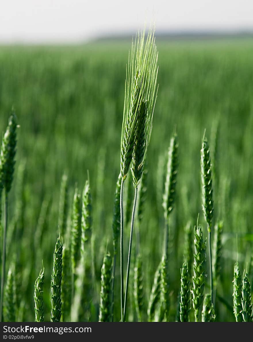 Two ears wheat, germinate on a rye field. Two ears wheat, germinate on a rye field