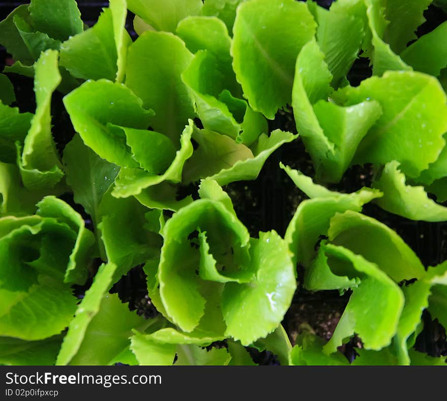 Green leaves of lettuce