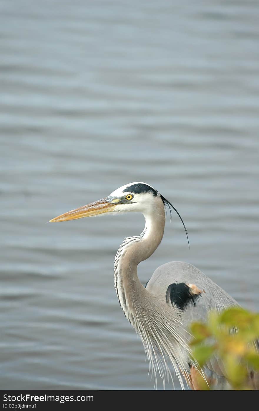 Great Blue Heron