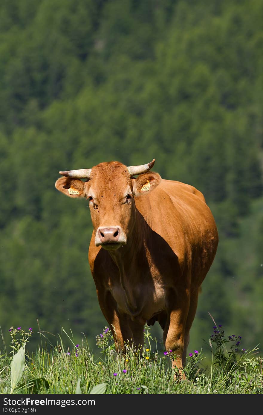 Cow grazing in a prairie. Cow grazing in a prairie