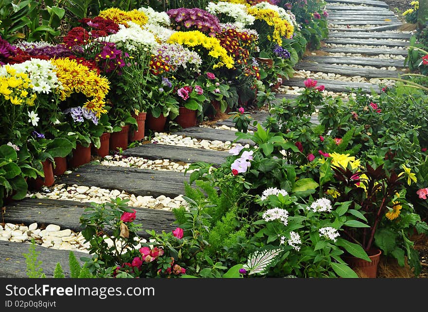 Colorful flowers on the garden. Colorful flowers on the garden