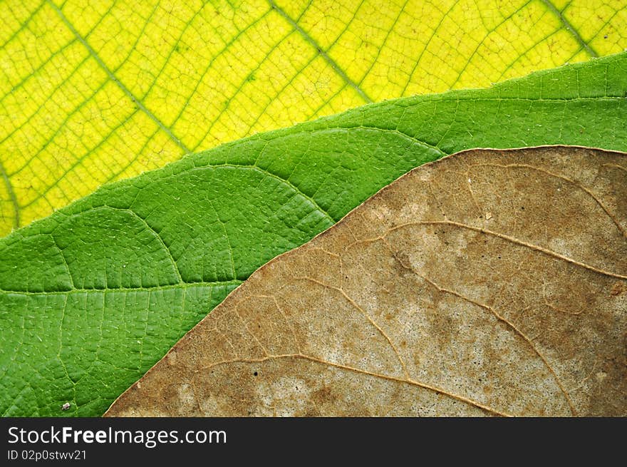 Three generation of leaves texture. Three generation of leaves texture