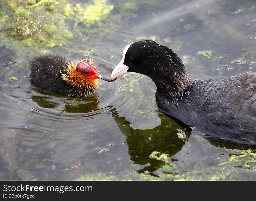 Coot with Chick.