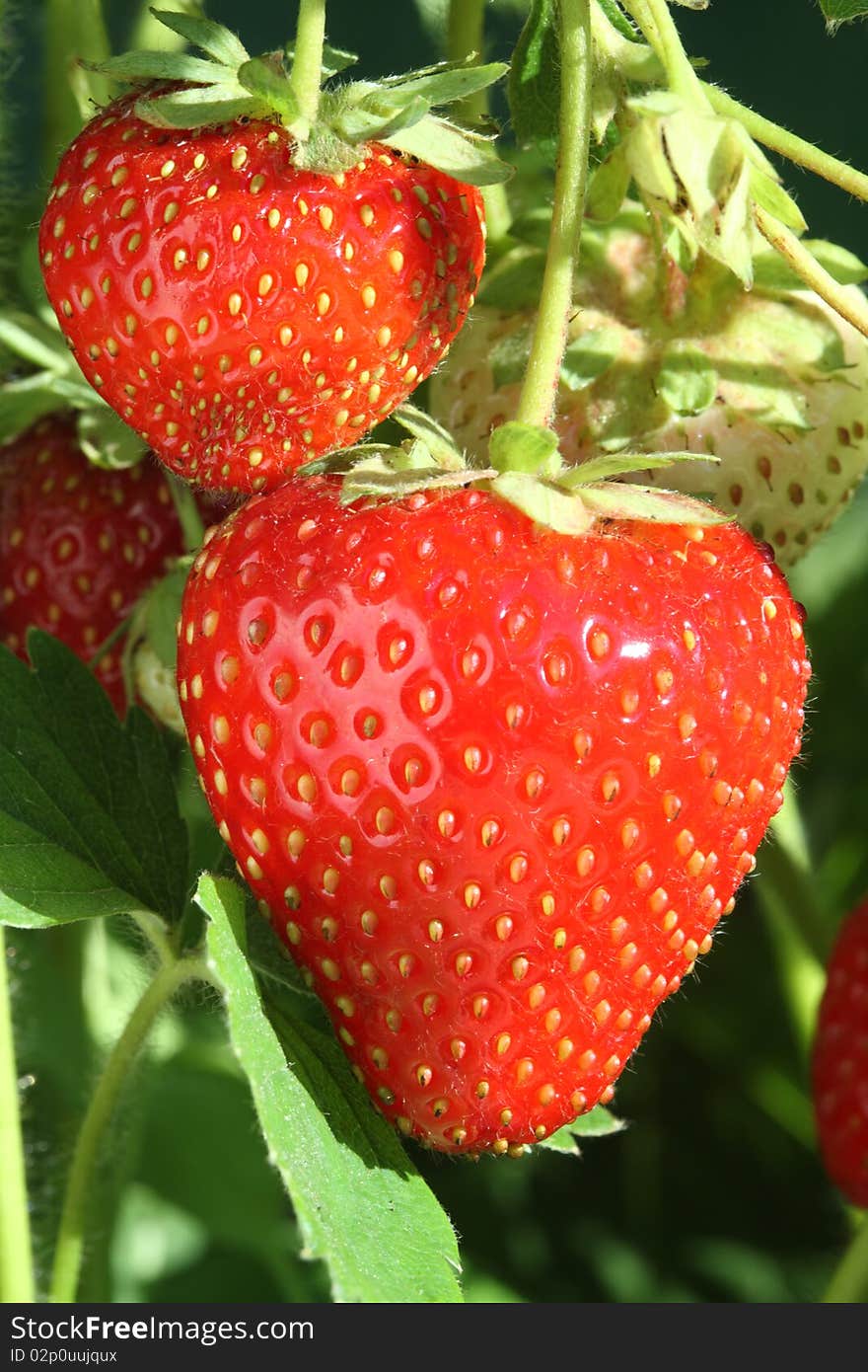 Ripe strawberries in the garden. Ripe strawberries in the garden.