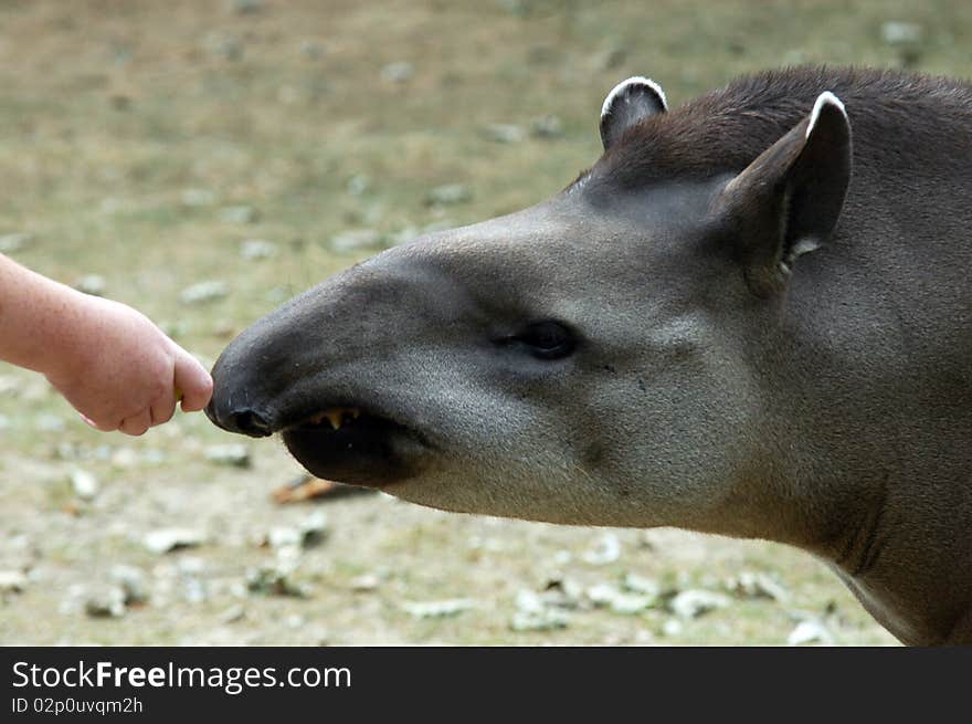 Baby hand feeding tapir in the ZOO