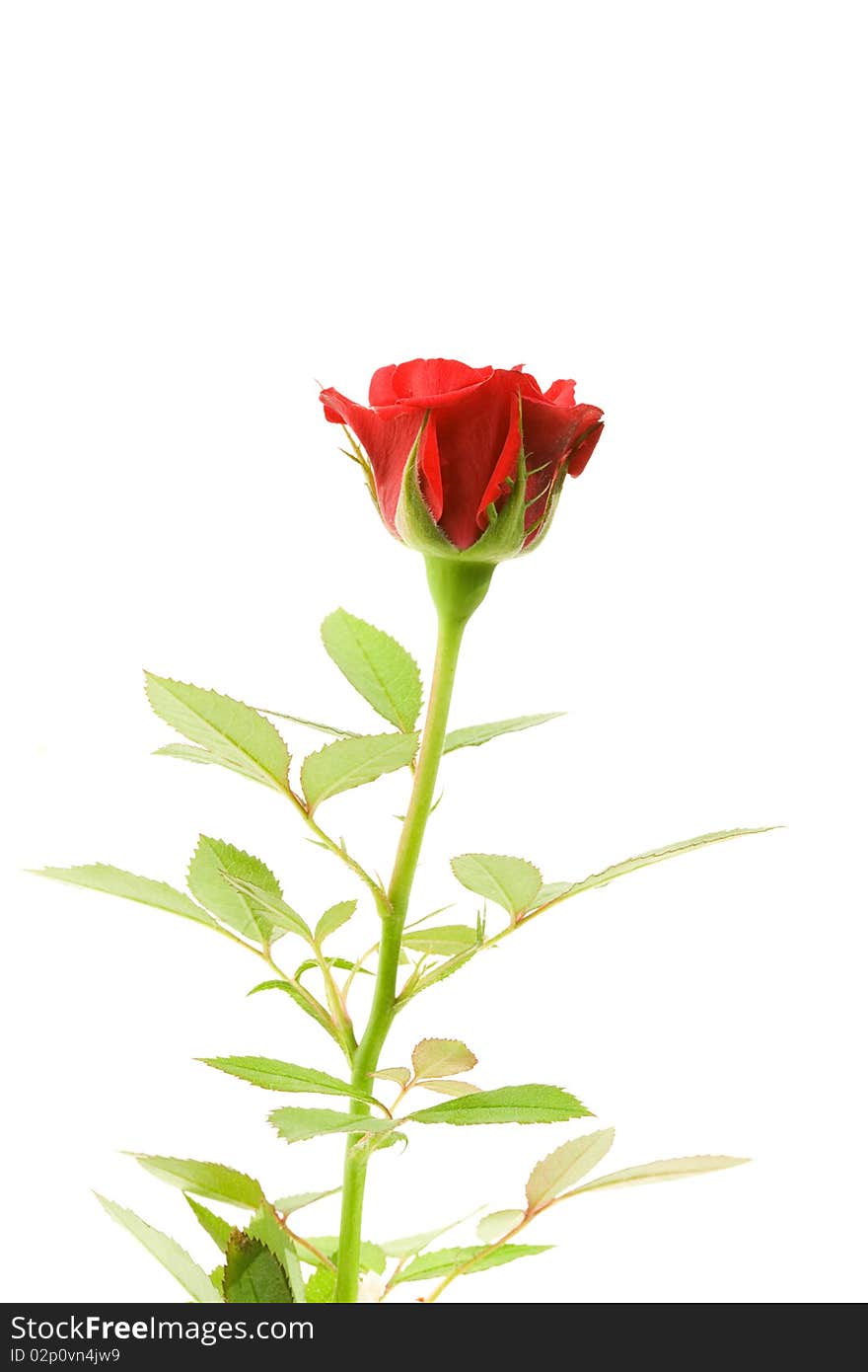 Red rose isolated on a white background. Red rose isolated on a white background.