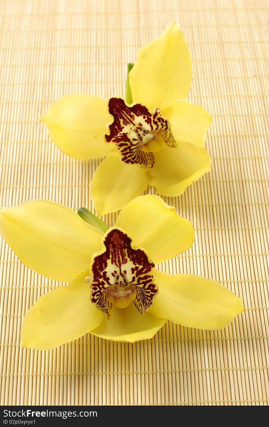 Beautiful orchid flower on bamboo mat. Beautiful orchid flower on bamboo mat