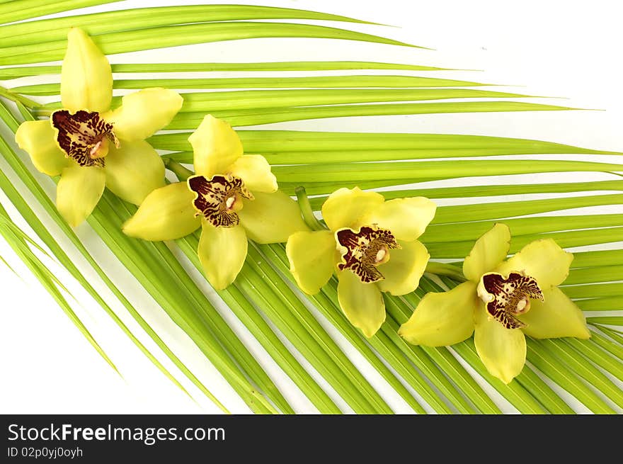 Blossom yellow orchid on palm leaf. Blossom yellow orchid on palm leaf