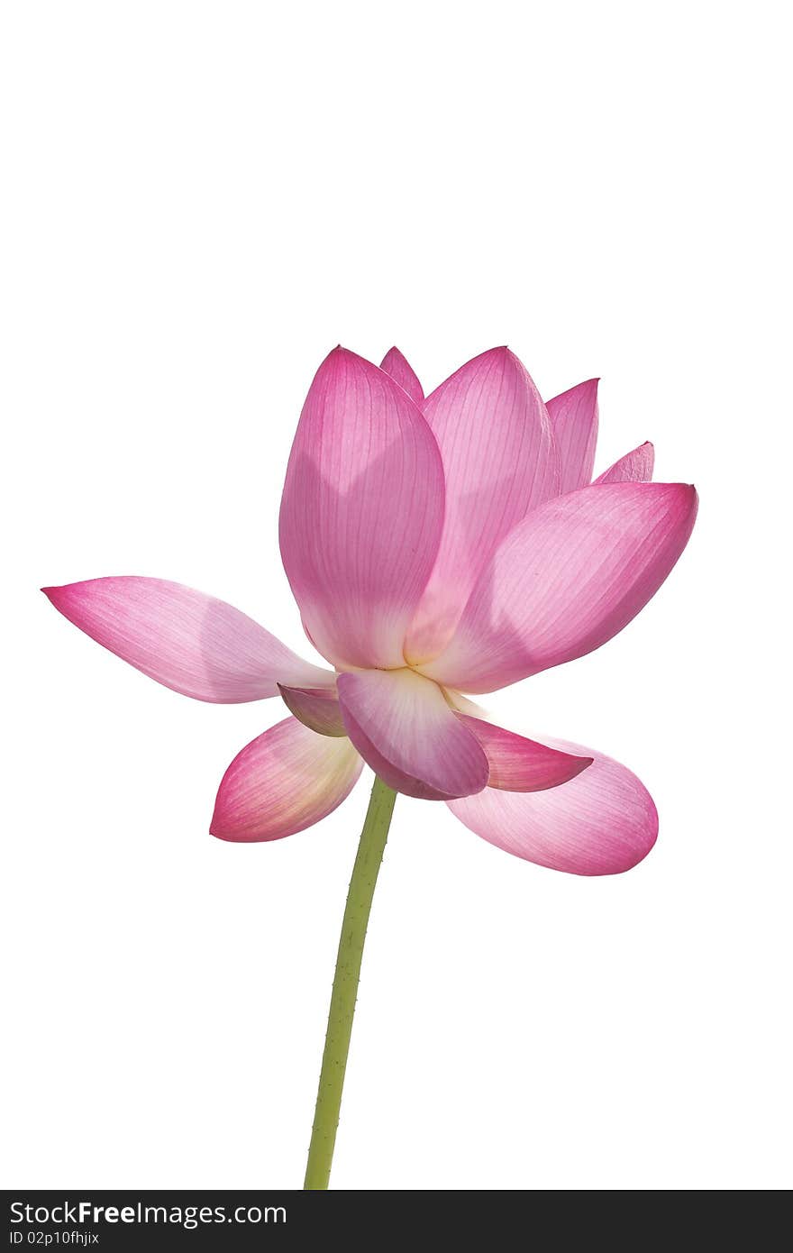 Lotus In White Background