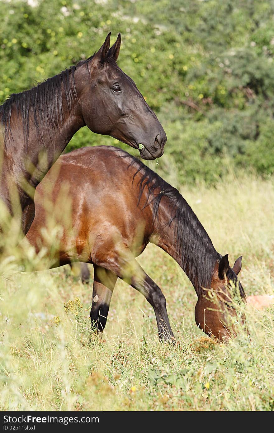 Black and brown horses in the field