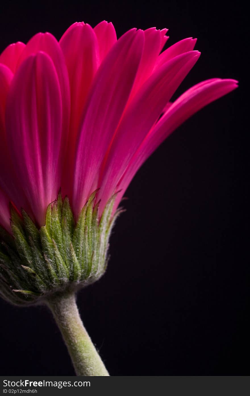 Pink Gerbera against a black background