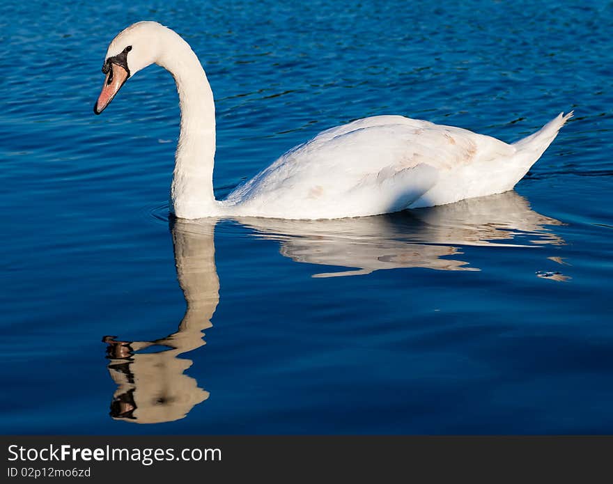 Swan swimming in a clear blue lake