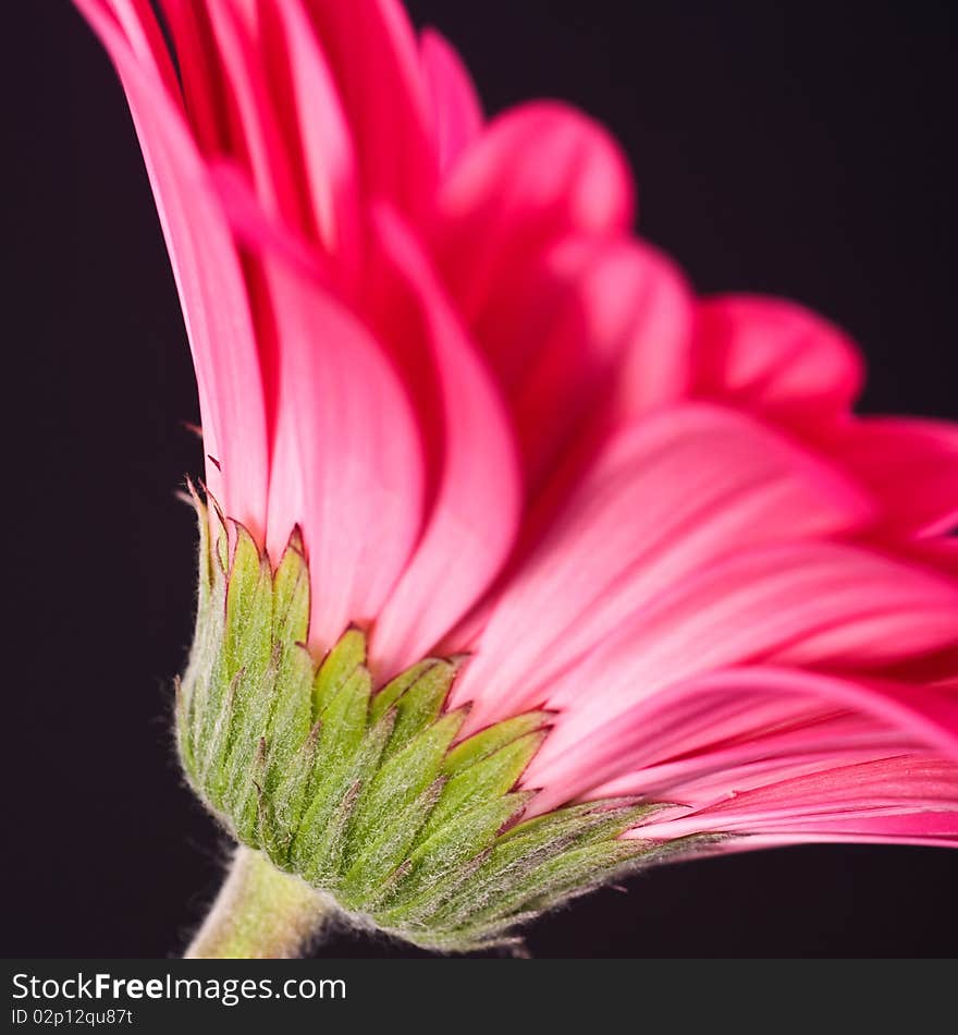 Pink Gerbera against a black background