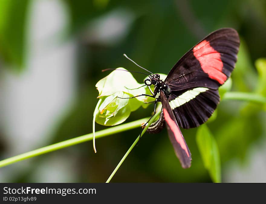 Black butterfly with red stripes on a  leaf