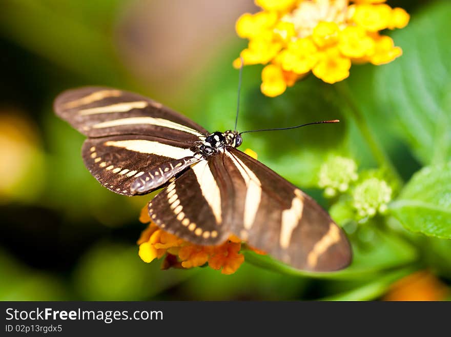 Beautiful butterfly on a small yellow flower