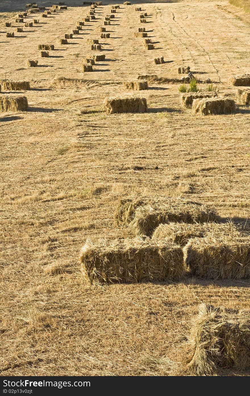 Bales of hay lying in rows. Bales of hay lying in rows