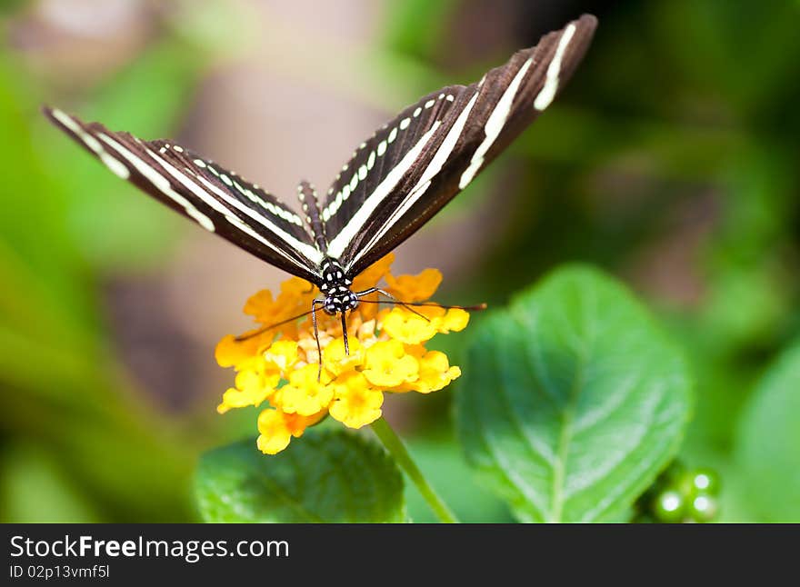 Beautiful butterfly on a small yellow flower