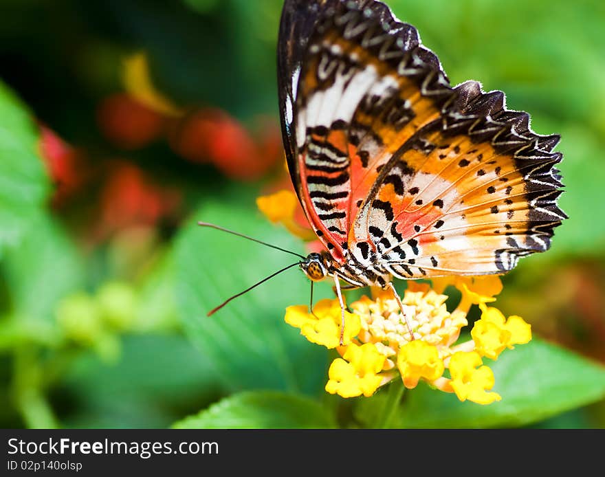 Orange butterfly on a small yellow flower. Orange butterfly on a small yellow flower