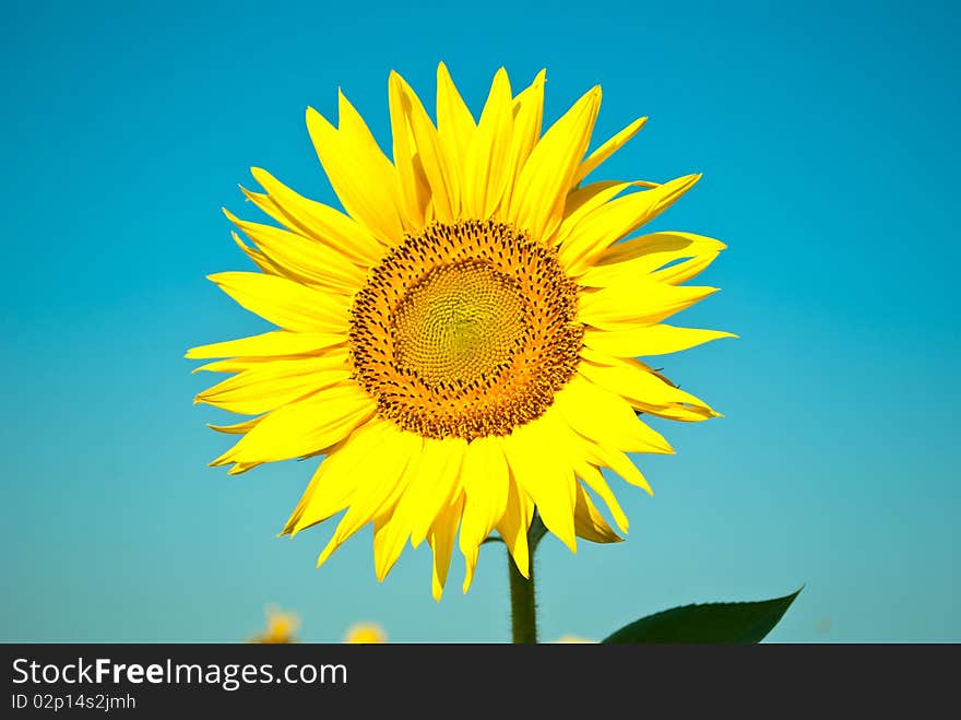 Sunflowers growing in a field