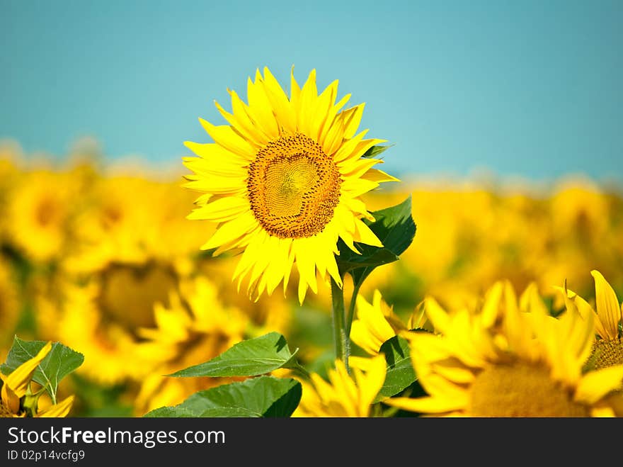 Sunflowers growing in a field