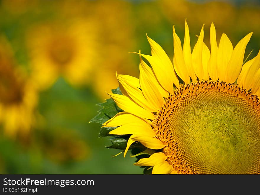 Sunflowers growing in a field