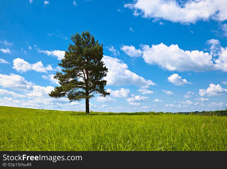 Alone tree in field