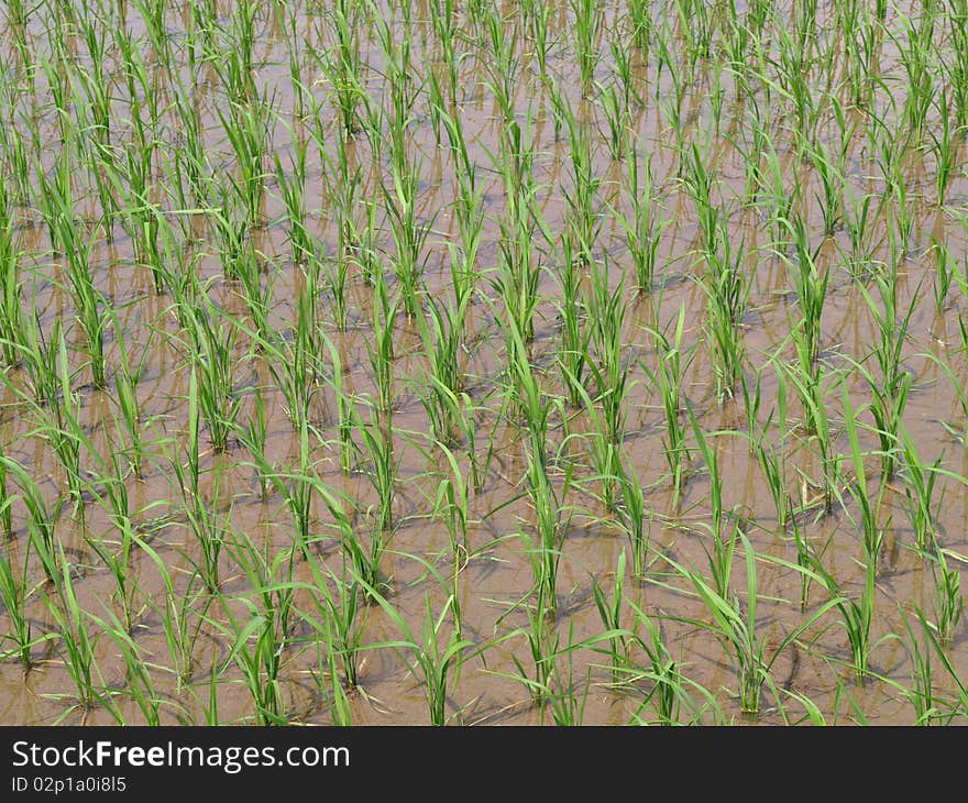 New bloom rice field in late Spring