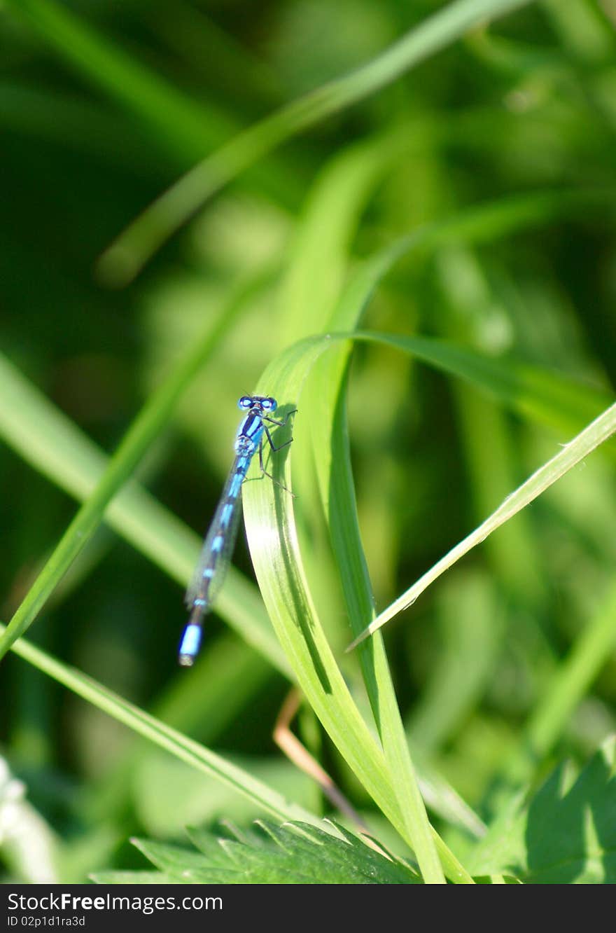 Blue dragonfly sitting on grass leaf