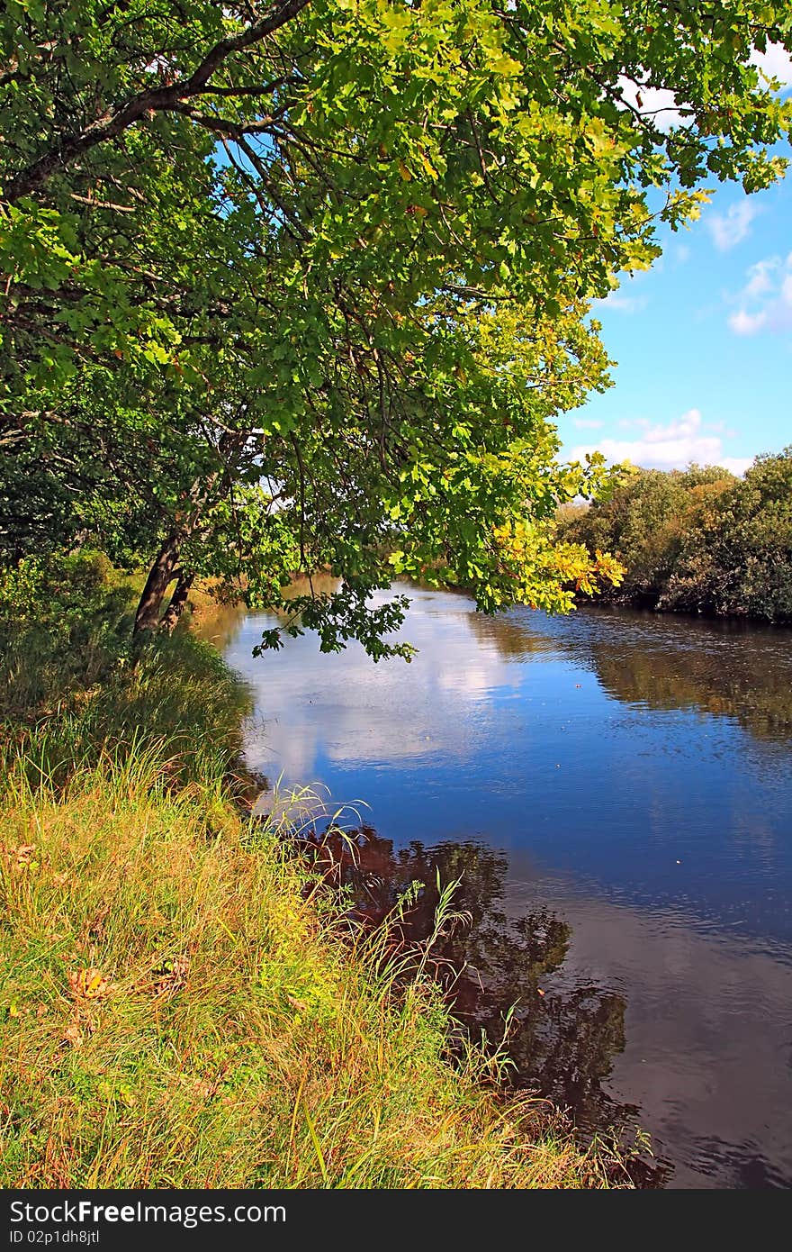 Big oak on coast river