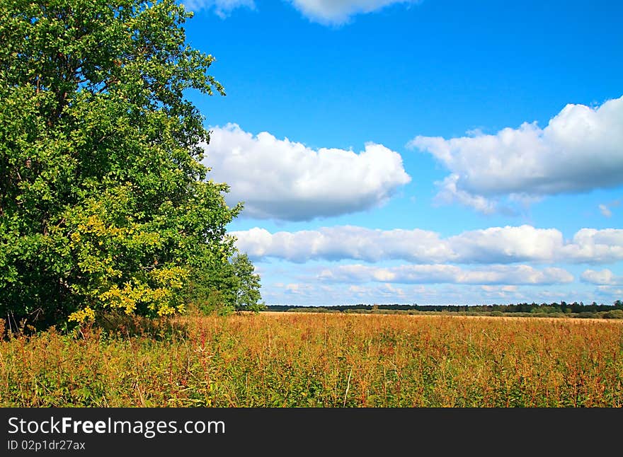 Big oak amongst yellow herb. Big oak amongst yellow herb