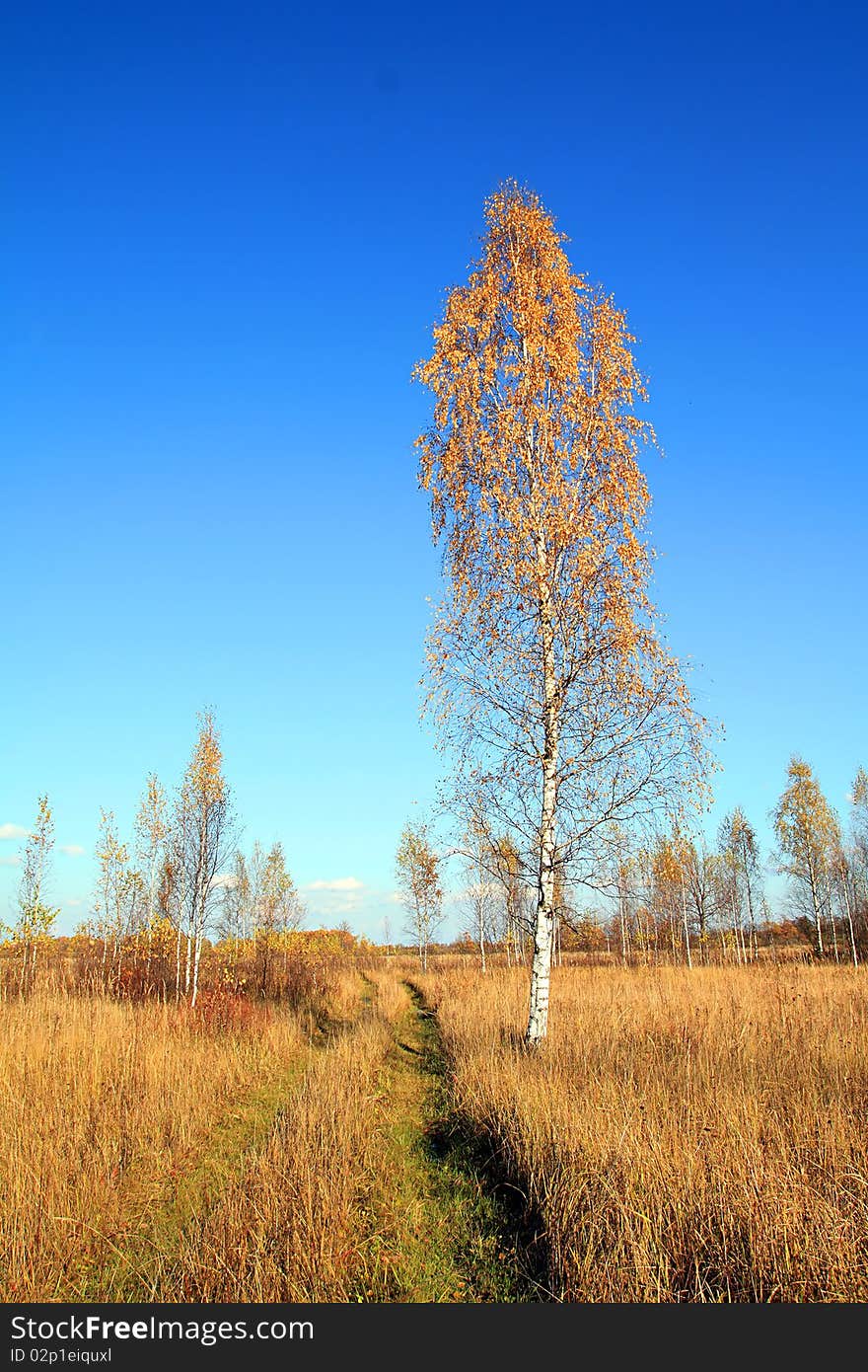 Birch on autumn field