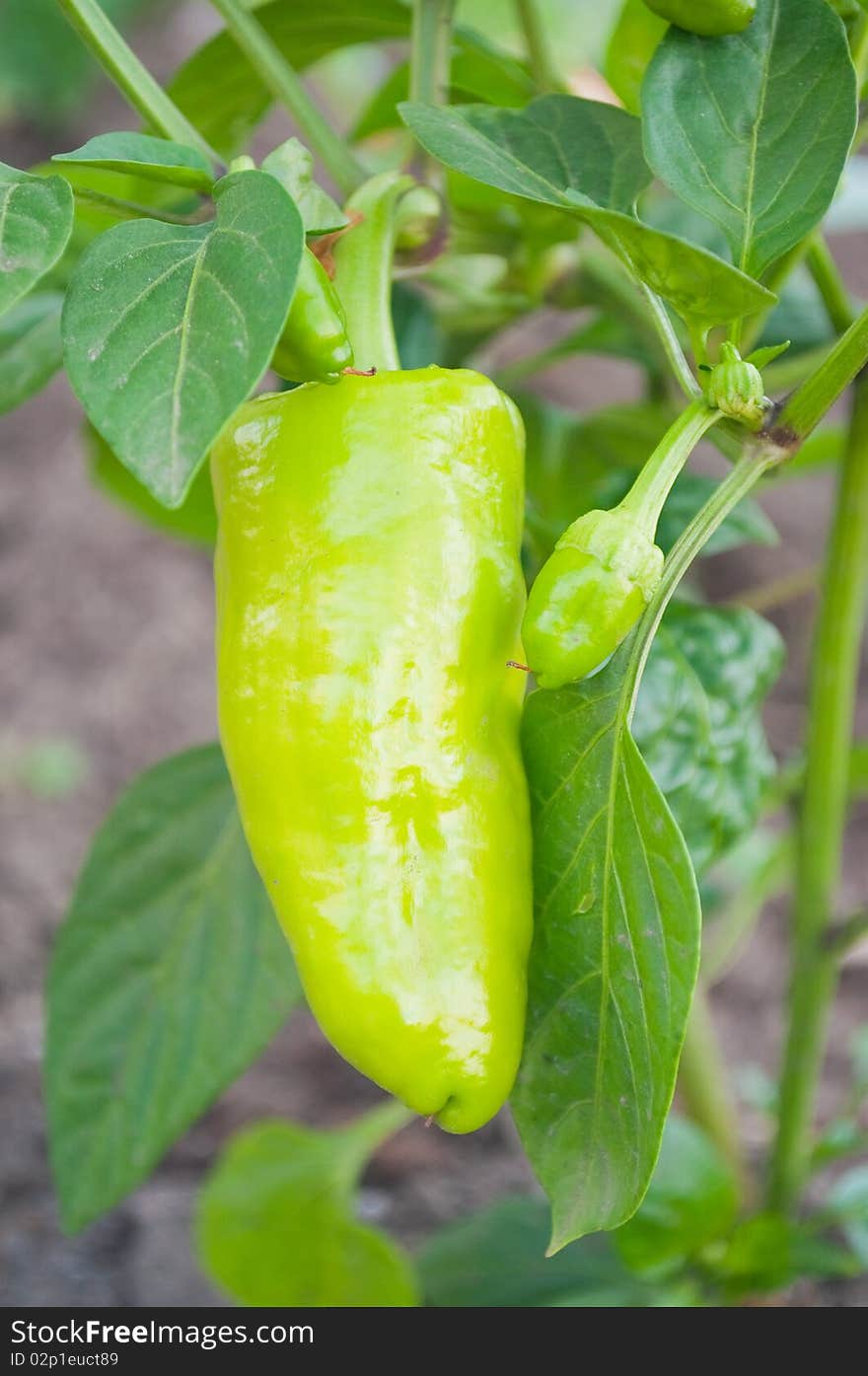 Green peppers