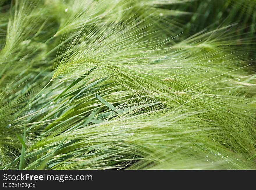 Green cereal field after rain