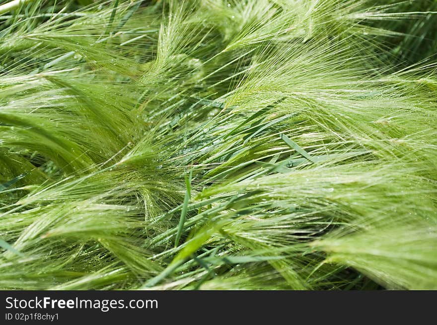 Green cereal field after rain