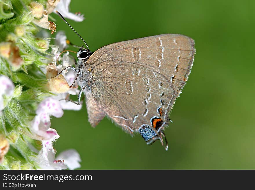 Banded Hairstreak Butterfly Satyrium feeding on catnip flower