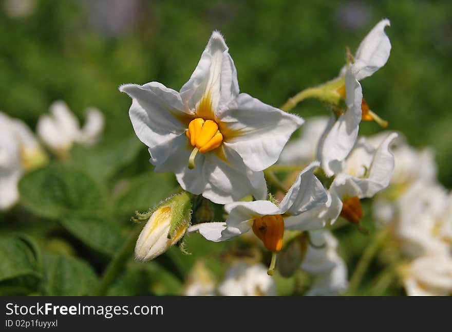 White potatoes flowers