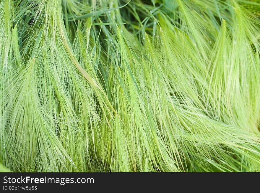 Green cereal field after rain