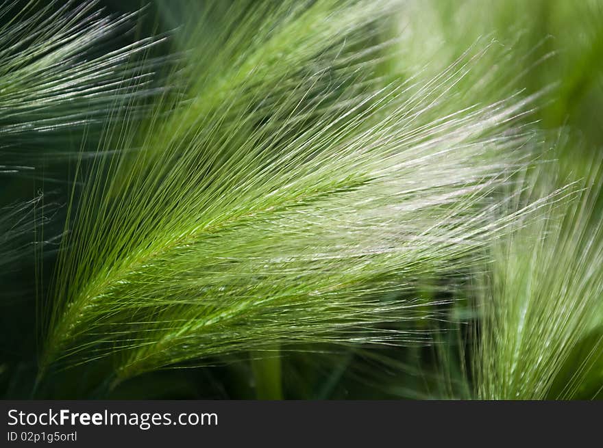 Green cereal field after rain