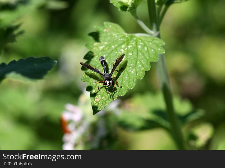 Thick-headed Fly - Physocephala on leaf in morning sun