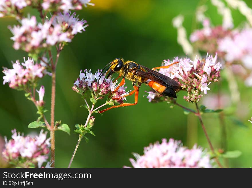 Great Golden Digger Wasp Sphex on Oregano flower