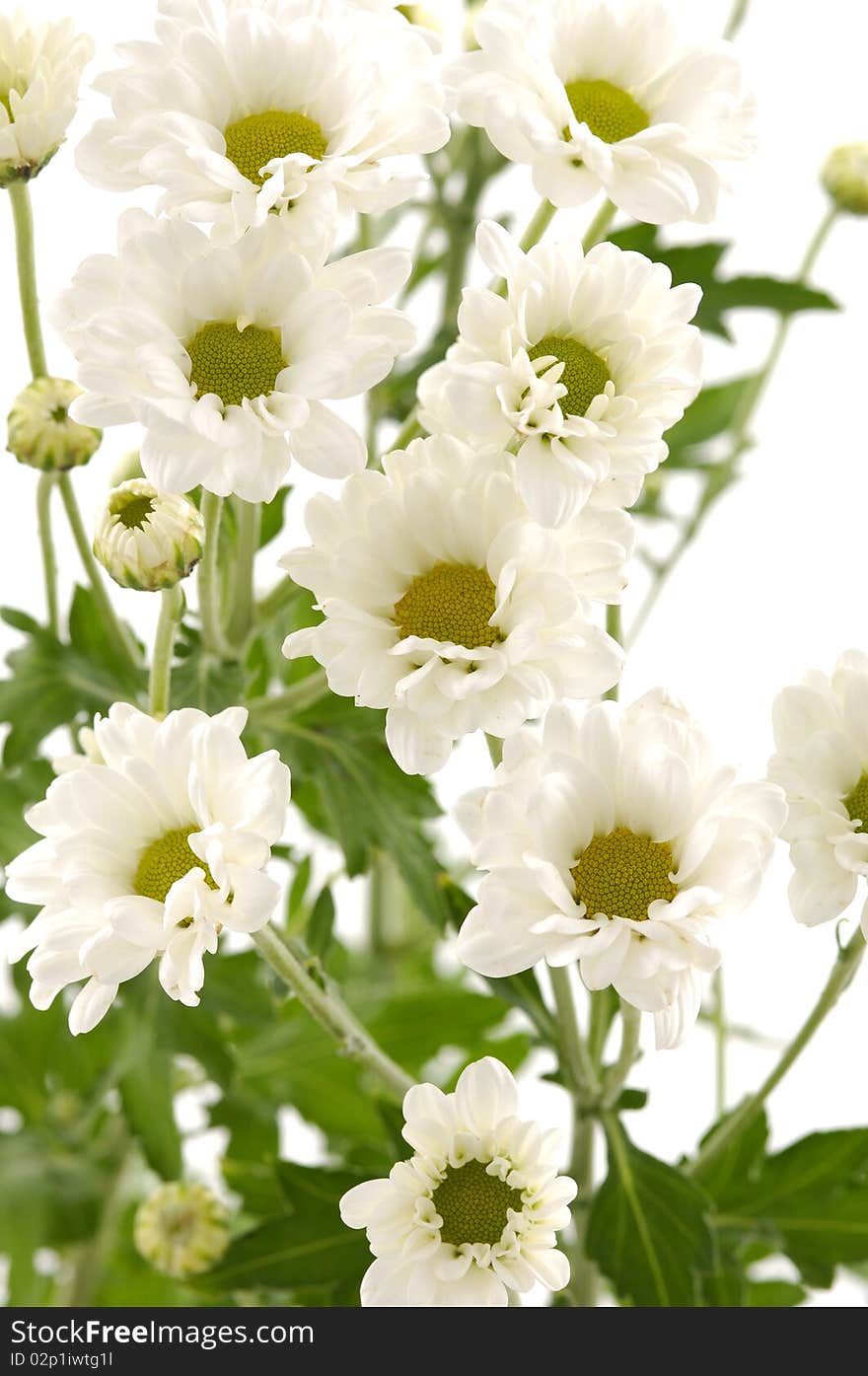 Close-ups of white marigold isolated on white. Close-ups of white marigold isolated on white