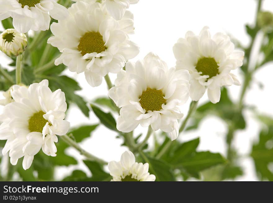 Daisy bouquet background  on white background