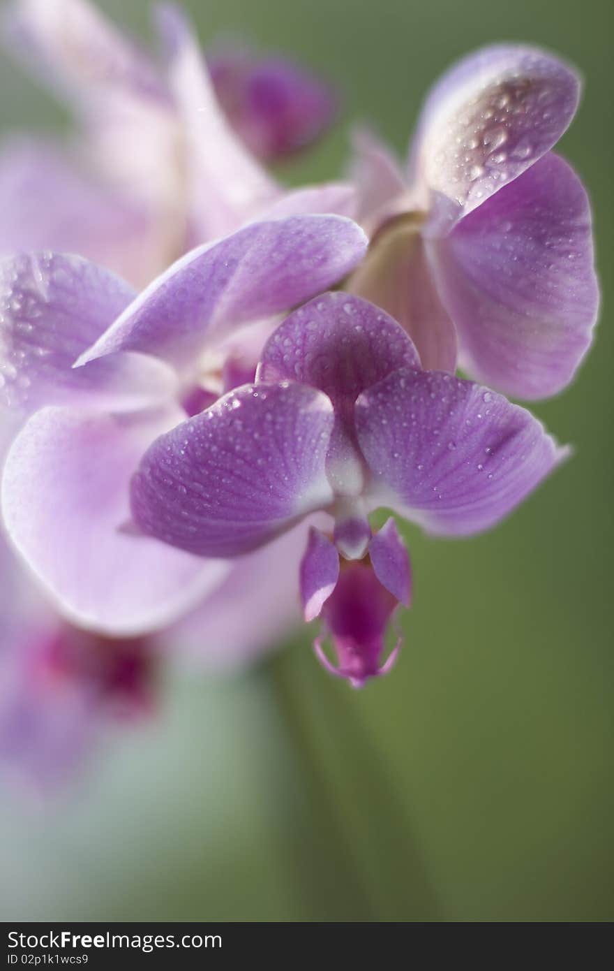 Orchid with Drop Water