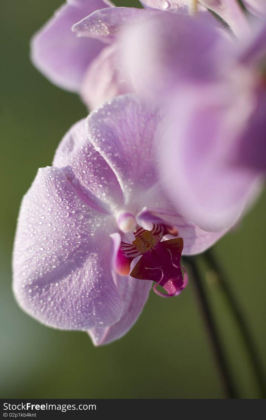 Orchid On Green Background