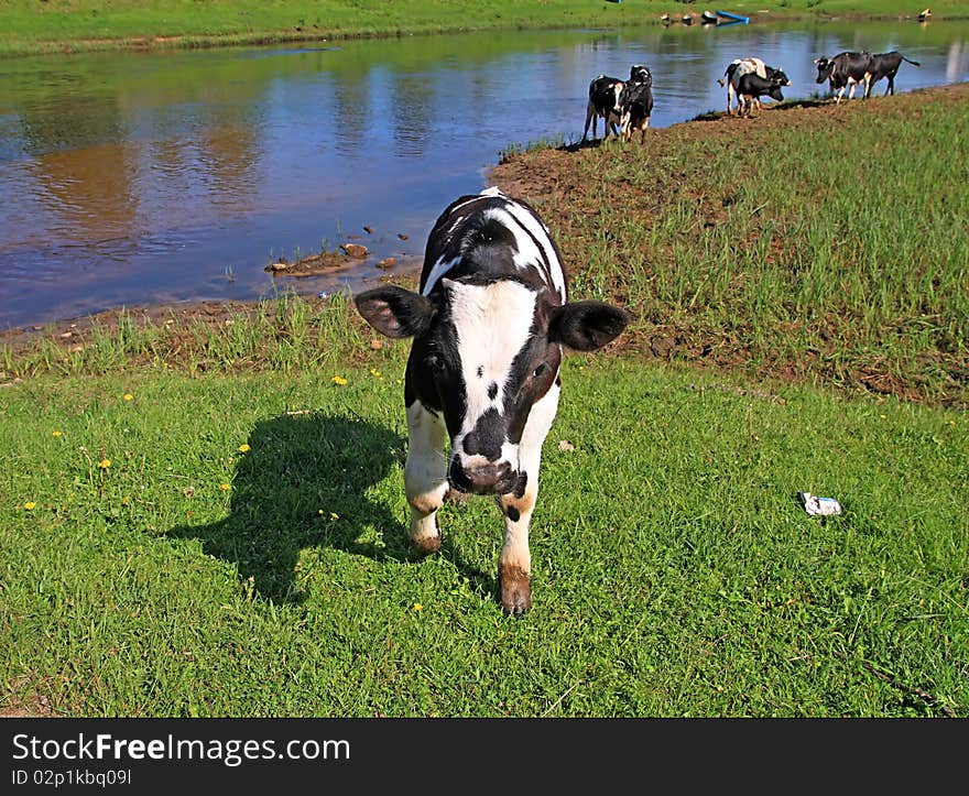 Small oxen near small river. Small oxen near small river