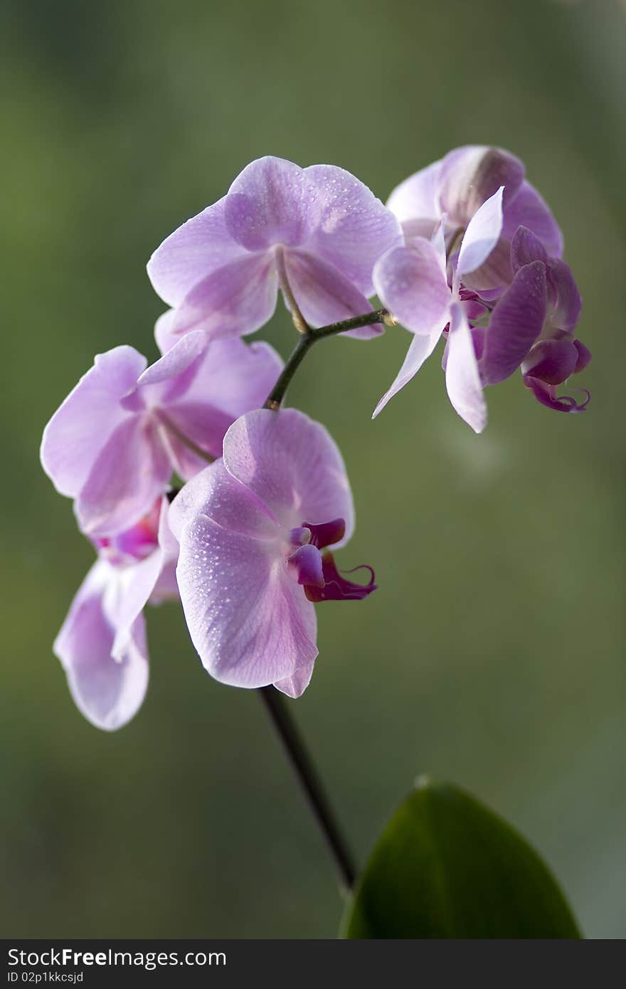 Orchid with Drop Water